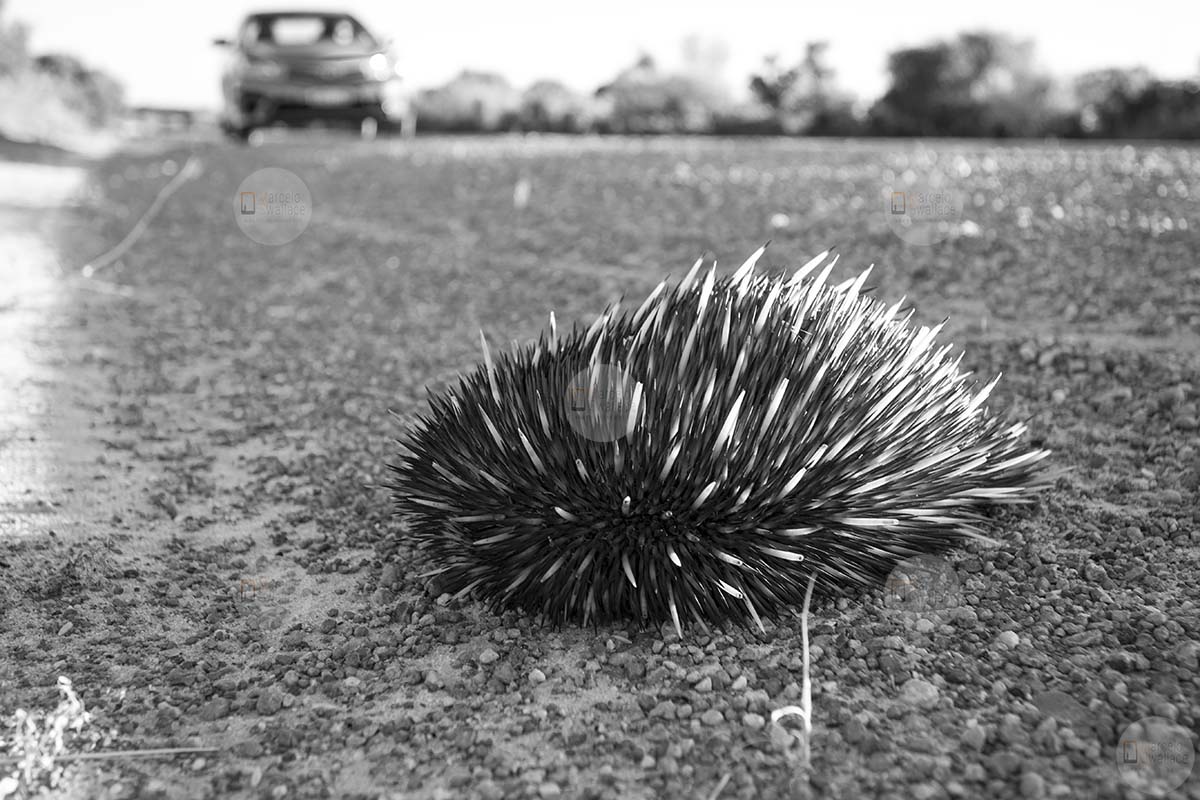 photo travel to australia