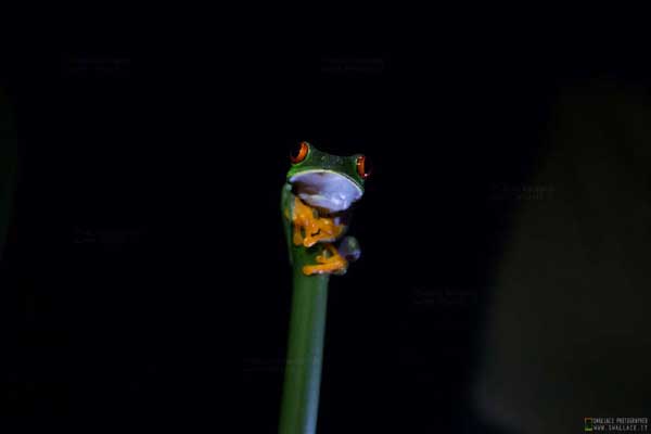 costarica_green_frog